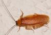 Varför drömmer om många levande kackerlackor i ett hus och lägenhet Varför drömmer springande kackerlackor