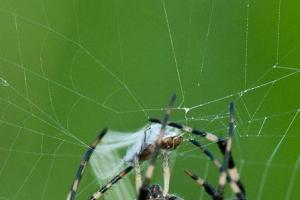 Widzenie pająka rano, wieczorem lub w nocy: znaki ludowe